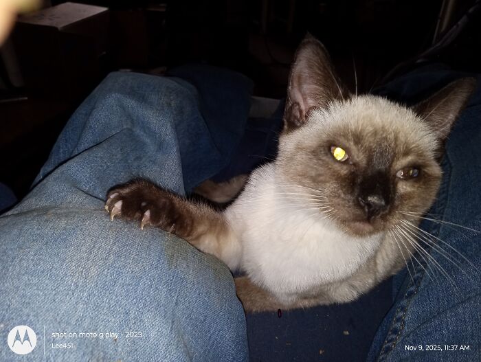 Little Willy And The Rest Of My Kitties