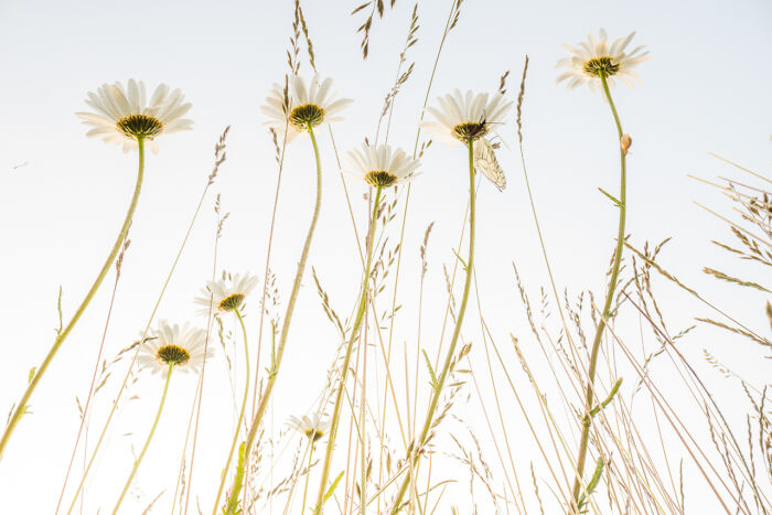 Close-up of award-winning nature photos showing white flowers and tall trees in a sunlit forest full of vibrant green leaves.