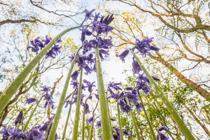 Close-up of award-winning nature photos showing white flowers and tall trees in a sunlit forest full of vibrant green leaves.