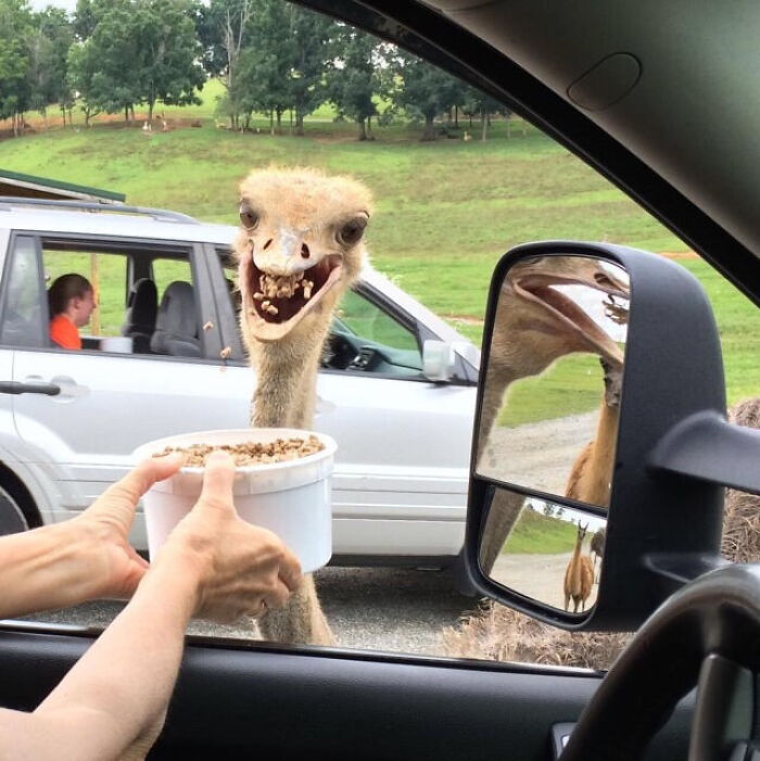 Smiling ostrich photobombs a car by peeking inside and eagerly accepting food, creating an epic photobomb moment outdoors.