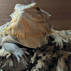 deadfish-cold avatar