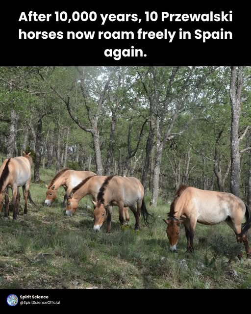 Przewalski-horses-free-in-Spain-69252ded5171e.jpg
