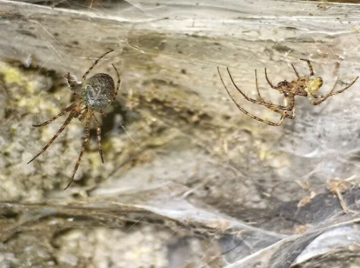 Two spiders on a large intricate spider web covering a rocky surface, showcasing the world’s biggest spider web. Two spiders on a large intricate spider web covering a rocky surface, showcasing the world’s biggest spider web.