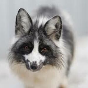 marshalldavies avatar