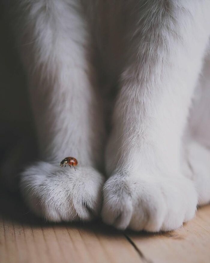 Close-up of cat paws with a small ladybug resting on one, capturing a purr-fect shot of cats in decisive moments.