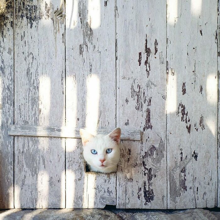 White cat with blue eyes peeking through a small hole in weathered wooden door, capturing a purr-fect moment.
