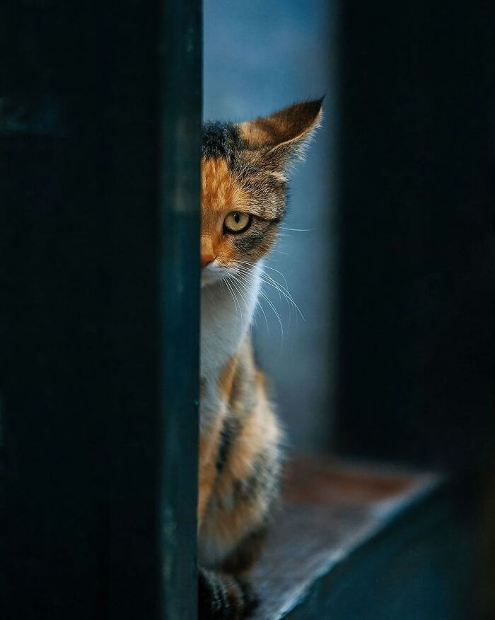 Calico cat peeking from behind a door frame, captured in a purr-fect shot highlighting cats stealing the show.