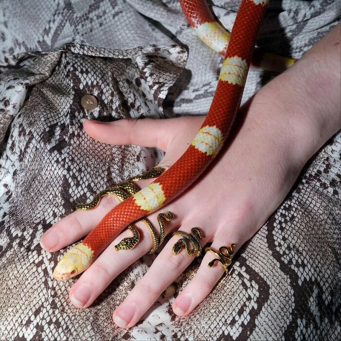 Person wearing snake-shaped rings with a red and white snake on hand, matching snake-patterned clothing in pets and humans similarity.