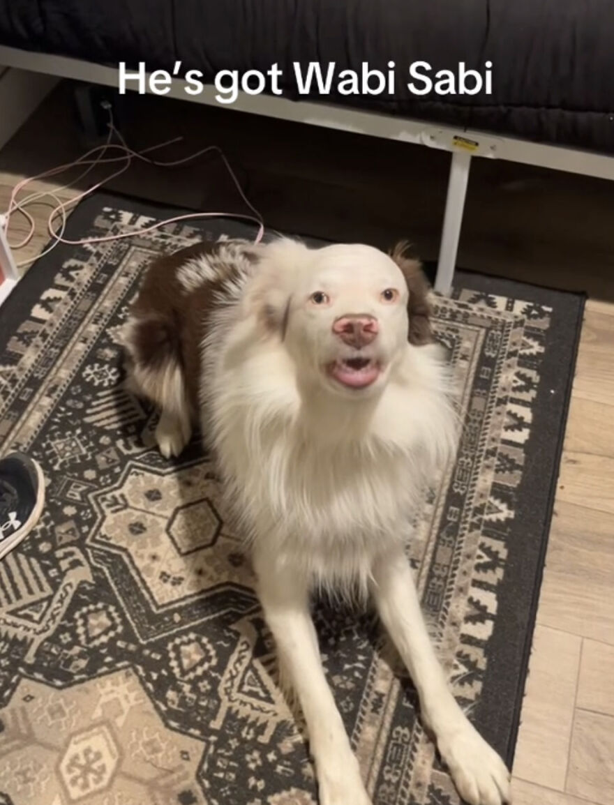 Dog with unique facial features lying on a patterned rug, showcasing perfect imperfections in a wholesome trend.