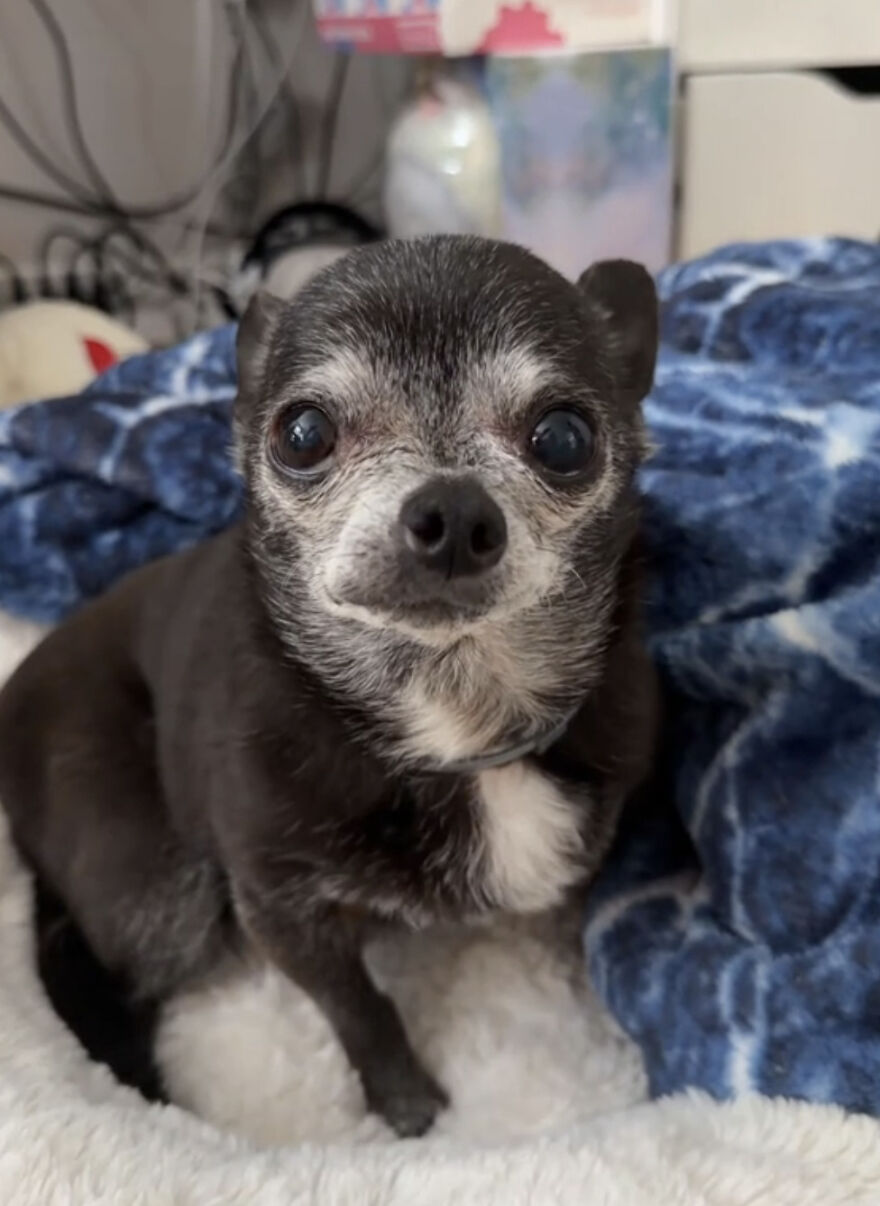 Small dog with unique gray fur pattern, showcasing perfect imperfections in a cozy home setting.
