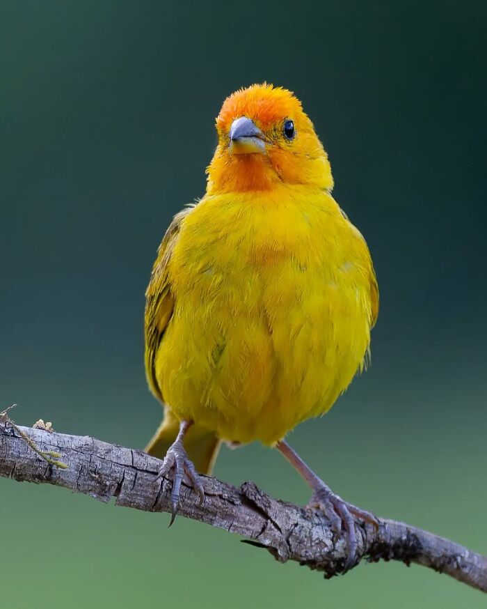 Bright yellow bird with orange head perched on a branch showcasing Brazil’s colorful birdlife in vivid detail.