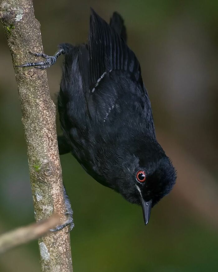 Black bird with red eye perched upside down on a tree branch showcasing Brazil’s birdlife in a colorful nature setting.