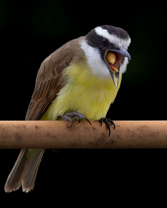 Brazil’s birdlife captured in a close-up of a small bird with yellow chest and black-and-white head perched on a branch.