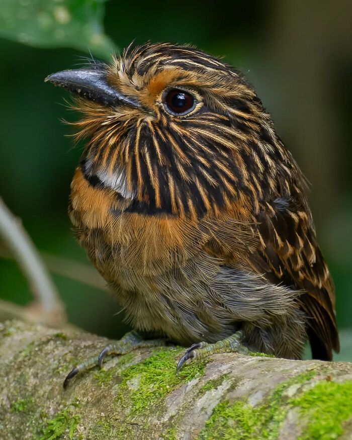 Close-up of a colorful bird from Brazil’s birdlife perched on a moss-covered branch in a natural forest setting.