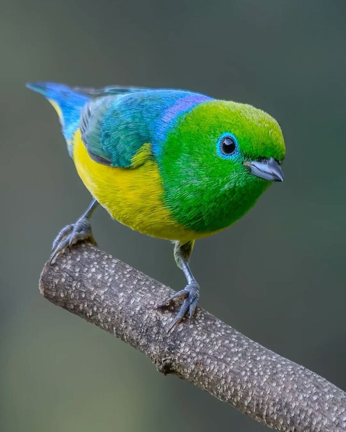 Colorful bird from Brazil’s birdlife perched on a branch showcasing vibrant blue, green, and yellow feathers.