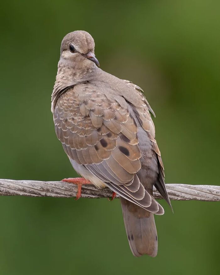 Brown bird perched on wire showcasing Brazil’s birdlife with detailed plumage against a green blurred background