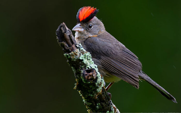 Small gray bird with red crest perched on a mossy branch showcasing Brazil’s birdlife in vibrant detail