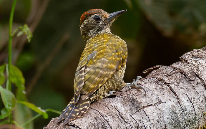 Woodpecker with red crown perched on a tree branch, showcasing vibrant colors in Brazil’s birdlife.