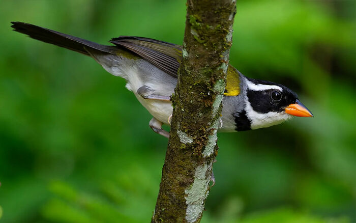 Small colorful bird with black and white markings perched on mossy tree branch in Brazil’s birdlife habitat.