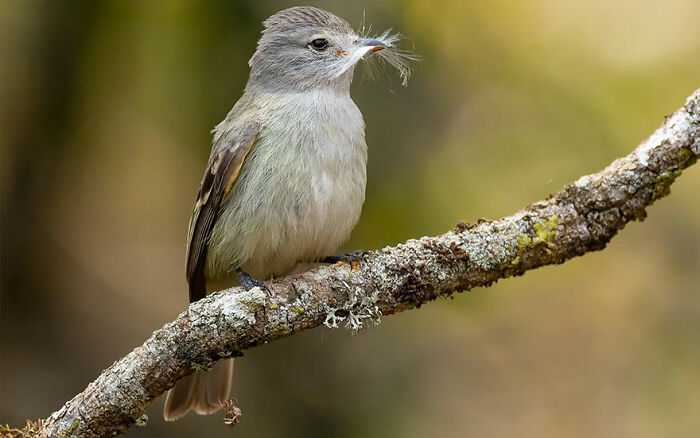 Small bird perched on a mossy branch, showcasing vibrant colors in Brazil’s diverse birdlife photography.
