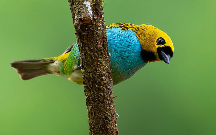 Vibrant bird with blue, yellow, and green feathers perched on a tree branch in Brazil’s birdlife.