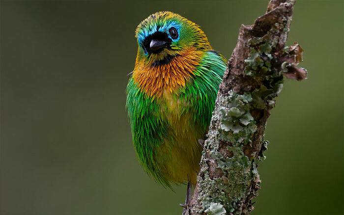 Colorful Brazilian bird perched on a tree branch, showcasing vibrant plumage during a journey through Brazil’s birdlife.