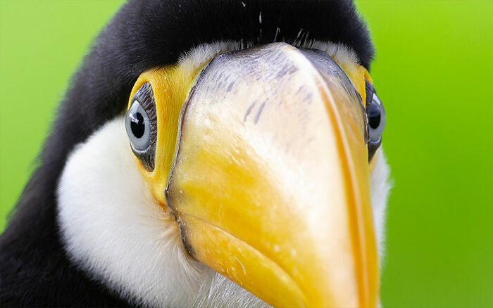 Close-up of a colorful toucan highlighting Brazil’s vibrant birdlife with bright yellow beak and black and white feathers.