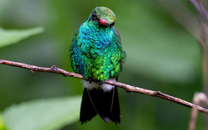 Vibrant green hummingbird perched on a branch showcasing Brazil’s colorful birdlife in stunning natural detail.