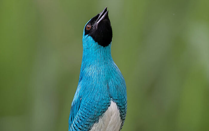 Bright turquoise bird with black face and white belly against soft green background showcasing Brazil’s birdlife.