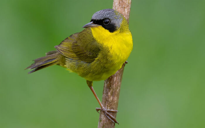 Yellow and gray bird perched on a branch showcasing vibrant colors in Brazil’s birdlife against a green blurred background