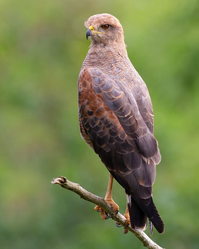 Brazil’s birdlife featured with a colorful hawk perched on a branch against a soft green natural background.