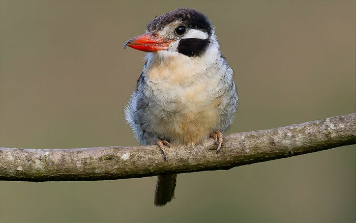 A colorful Brazilian bird perched on a branch showcasing vibrant Brazil birdlife in natural habitat.