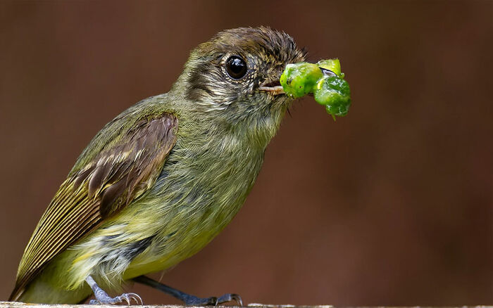 Small bird in Brazil’s birdlife holding a bright green caterpillar, showcasing vibrant wildlife in natural habitat close-up.
