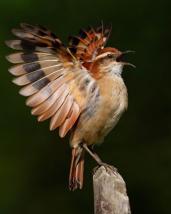 Colorful Brazilian bird with wings spread wide, perched on a wooden post showcasing Brazil’s birdlife.