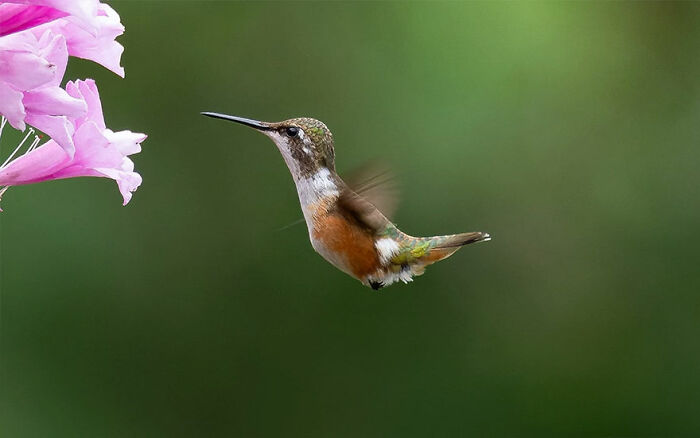 Hummingbird in flight approaching pink flowers, showcasing vibrant colors of Brazil’s birdlife in natural green background.