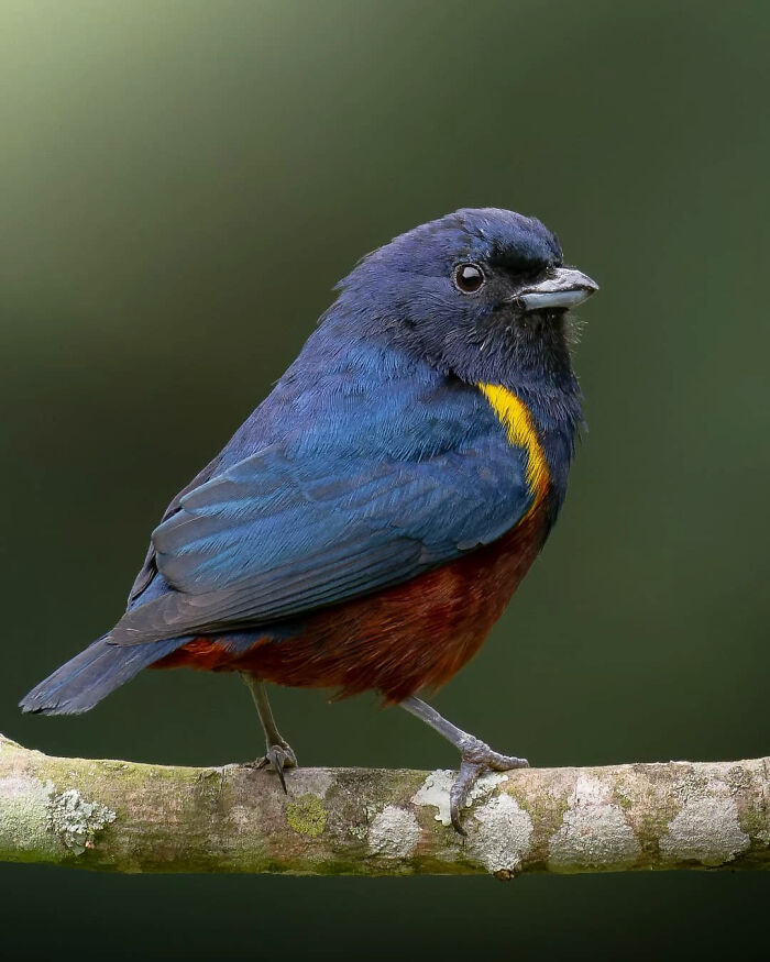 Vibrant blue and orange bird perched on a branch showcasing Brazil’s colorful birdlife in a stunning wildlife photo.
