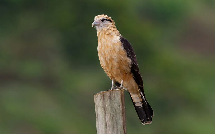 Bird perched on wooden post showcasing colorful Brazil birdlife with natural green blurred background.