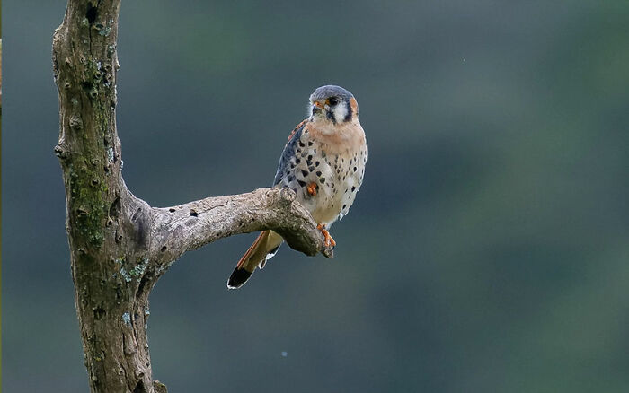 American kestrel perched on a branch showcasing Brazil’s birdlife in a colorful natural setting.