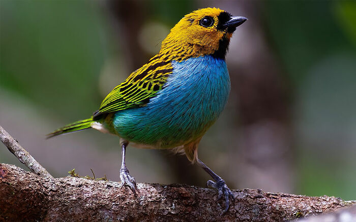 Colorful Brazilian bird perched on a branch showcasing vibrant blue, yellow, and green feathers in natural habitat.