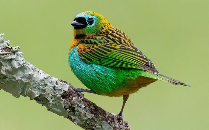 Colorful Brazilian bird perched on a branch showcasing Brazil’s birdlife in vibrant green, yellow, and blue feathers.