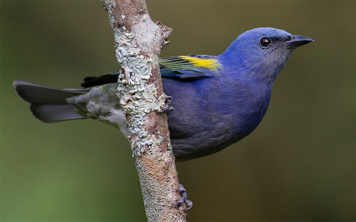 Close-up of a colorful bird perched on a branch, showcasing vibrant feathers in Brazil’s birdlife.
