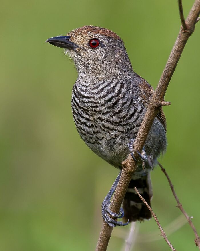 Close-up of a Brazil birdlife species with distinctive striped feathers perched on a branch against a green background.