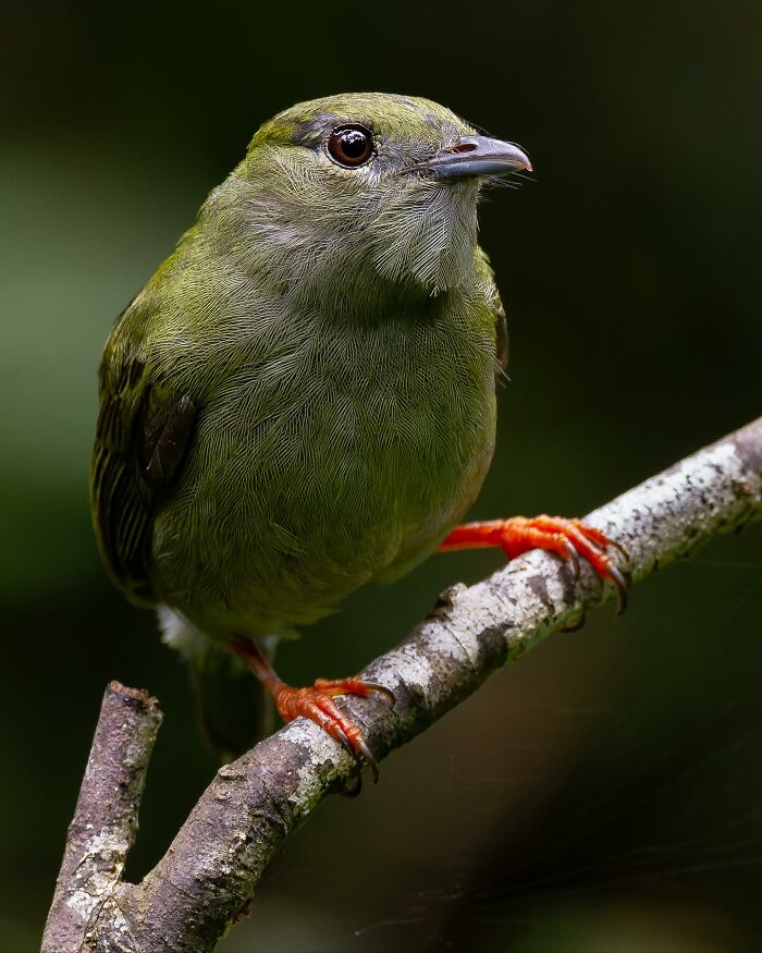 Close-up of a colorful Brazilian bird perched on a branch, highlighting Brazil’s birdlife in vivid detail.