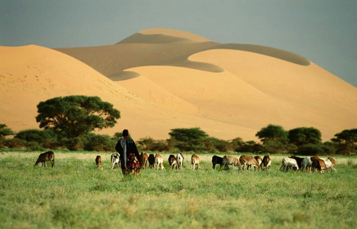 Person herding cattle on green land near desert sands in the poorest country facing severe economic hardship.