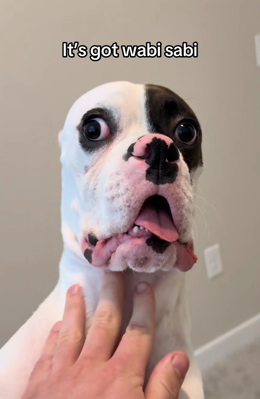 Dog with unique facial markings and tongue out, showcasing perfect imperfections in a wholesome trend.