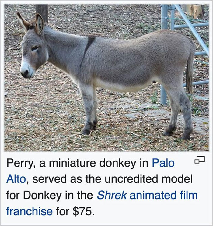 Miniature donkey Perry in Palo Alto inspired the character Donkey in the Shrek animated film franchise.