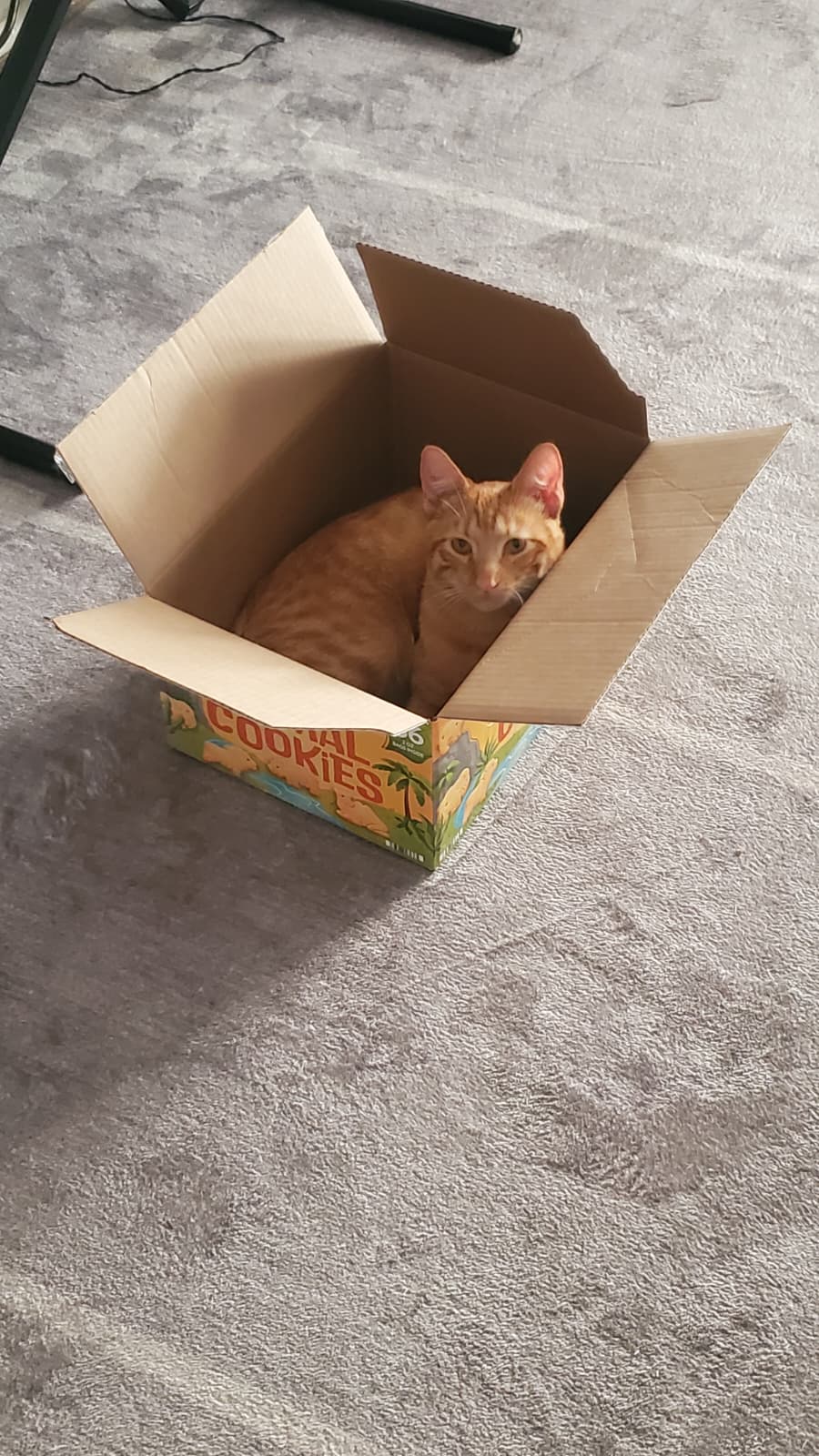 Box Cat