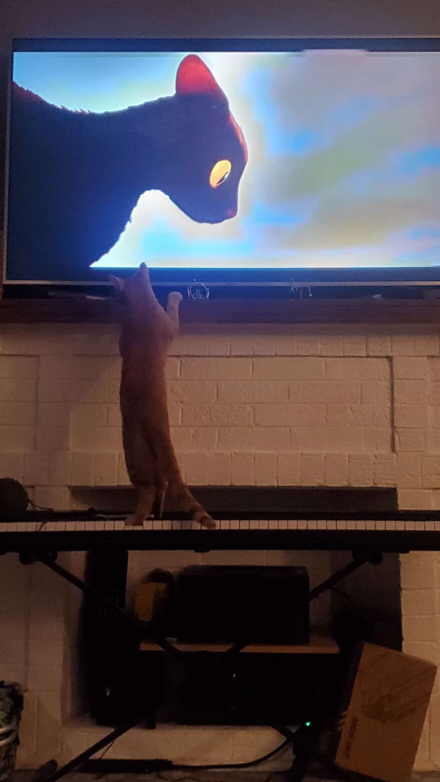 Red Loves Animal Movies