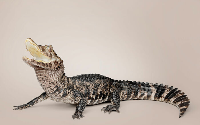 Young alligator with mouth open, showcasing unique expressions in Greg Murray animal photography series.