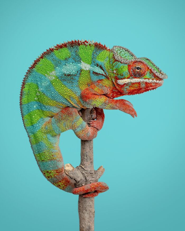 Colorful chameleon perched on a branch, showcasing detailed textures and vibrant patterns in Greg Murray animal photography.